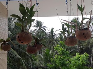 Rustic Coconut Shell Scented Flower <b>Pot</b> with Drainage Hole Customizable Pattern Hanging Eco-Friendly <b>Plant</b> Planter - Product Image 4