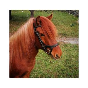 Licou de cheval en nylon anglais classique de haute qualité avec boucle en laiton cuir noir sur cuir indien - Product Image 3