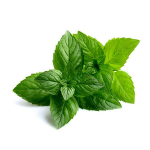 Mentha Piperita Oil | Bulk Supplier Premium Peppermint Essential Oil Wholesale OEM Private Label Manufacturer - Product Image 5