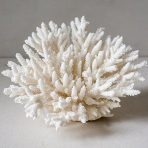 Décor d'aquarium, coquillages marins blancs pour décoration nautique et artisanat, coquillages de plage naturels, propres et secs. - Product Image 1