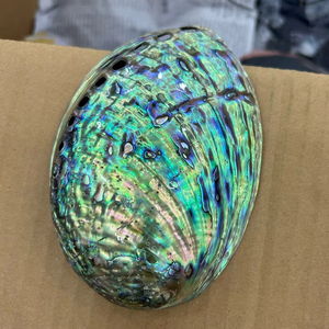 Vietnam Manufacturer <b>Abalone</b> <b>Shell</b> Natural Polished <b>Shell</b> for Decoration Craft Bulk Supplier Export - Product Image 1