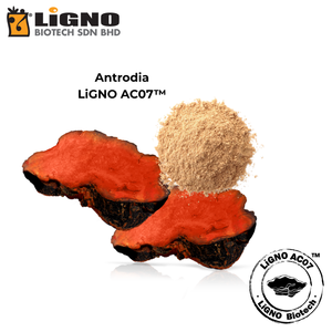 Malaysia Top Seller Antrodia Camphorata LiGNO AC07 Cold Dried Extract Powder Premium Health Food Grade Nutraceutical <b>Supplement</b> - Product Image 2