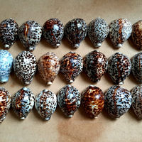 Coquilles de tigre KMI du Vietnam pour la décoration, l'artisanat, l'aménagement d'aquariums, en gros, à prix compétitif