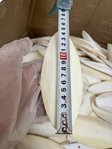 สินค้าขายดี |   กระดูกปลาหมึกแห้ง อาหารเสริมแคลเซียมสำหรับนก ใช้สำหรับลับปาก จากบลูโลตัส เวียดนาม - Product Image 6