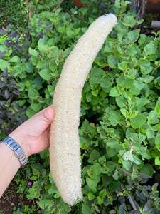 Vietnam Natural Dried Loofah Sponge Plant Fiber for Body Scrubbing <b>Back</b> Washing Dish Cleaning Kitchen and Household Supplies - Product Image 1