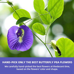 OEM ODM Ready to Ship Butterfly Pea Flower <b>Tea</b> Bags Natural Blue <b>Tea</b> Supports Mood Wellness 15 Bags - Product Image 6
