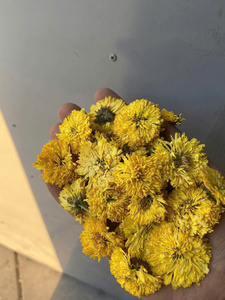 ชาดอกเบญจมาศเวียดนามแบบแห้งทั้งดอก สำหรับผสมเครื่องดื่ม ใช้ในธุรกิจบริการอาหาร ดอกตูมแห้งขายส่ง - Product Image 2