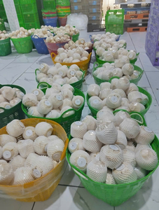 Noix de coco jeune fraîche de qualité supérieure, entière, en forme de diamant, à peau verte, durée de conservation de 70 à 90 jours, Ben Tre Techmifood - Product Image 6