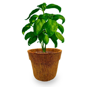 Pots en fibre de coco de qualité supérieure, prix direct producteur, pour semis et plantes. - Product Image 1