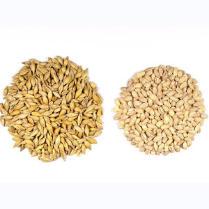 <b>Barley</b> for Malt, <b>Barley</b> Feed, Malted <b>Barley</b> Animal Feed <b>Barley</b> - Product Image 1