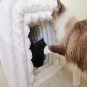 Panca contenitore ottomana in velluto a coste, cuccia per gatti, arredo per animali domestici, per soggiorno, ingresso, camera da letto - Product Image 4