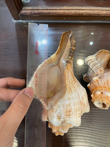 Conchas de Caracol Limpias al por Mayor 2026, Utilizadas para Decorar Paredes, Conchas de Nácar de Alta Calidad, Conchas Rosadas para Manualidades y Decoración - Product Image 2