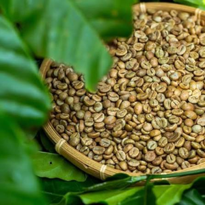 Vietnam Highland <b>Robusta</b> <b>Coffee</b>, natural unroasted <b>beans</b>, bulk OEM ODM export grade, 12% moisture, wholesale supply - Product Image 3