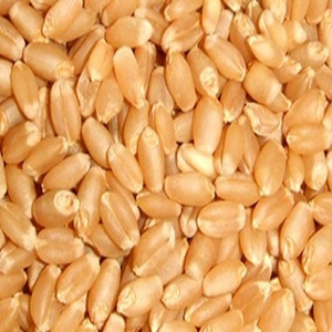 Servicio OEM de Primera Calidad, Granos de Trigo al por Mayor, Exportación a Granel, Grado Alimenticio Premium, Suministro Disponible - Product Image 2