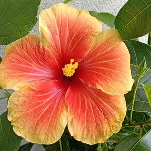 Vente en gros de graines de Hosta Hibiscus, magnifique mélange de fleurs grandes, écologiques, pour l'intérieur et l'extérieur, pour la maison, le jardin, le balcon, style américain - Product Image 5