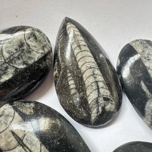 Pierre précieuse Orthocéras, Orthocéras naturel, Orthocéras de créateur, Cabochon lisse fait main, Pierres précieuses pour la fabrication de bijoux - Product Image 3