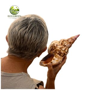 เปลือกหอยทริทอนขนาดใหญ่จากธรรมชาติ สำหรับตกแต่งภายในสไตล์ชายฝั่ง ของตกแต่งตู้ปลา วัสดุงานฝีมือ ขายส่ง - Product Image 5