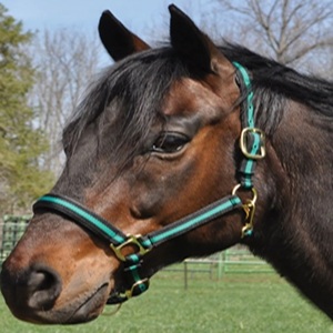 Harnais de cheval en nylon bicolore, robuste, avec quincaillerie en fer chromé, meilleur prix de gros, harnais en nylon coloré pour cheval - Product Image 1