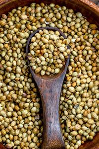 Semi di Coriandolo Naturali Essiccati Interi, Spezie <span class=keywords><strong>Aromatiche</strong></span>, <span class=keywords><strong>Erbe</strong></span> Culinarie, Condimento per Lavorazione Alimentare dal Gujarat, India, di Meadowfarm - Product Image 5