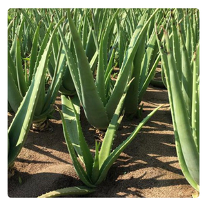 OFERTA EXCLUSIVA | Gelatina de Aloe Vera Fresca | Topping Perfecto para Bebidas Refrescantes | Saludable y Delicioso - Product Image 1