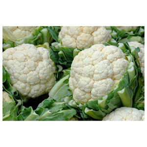 export <b>fresh</b> <b>vegetable</b> cultivated <b>fresh</b> cauliflower for sale - Product Image 4