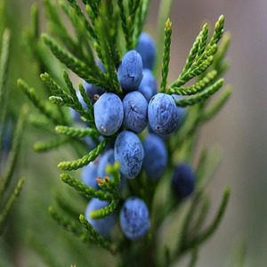 Juniper Leaf <b>Essential</b> <b>Oil</b> | Bulk Supplier Premium <b>Essential</b> <b>Oil</b> Wholesale OEM Private Label Manufacturer - Product Image 5