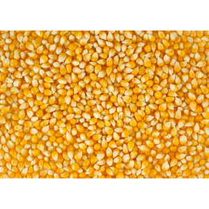 ข้าวโพดแห้ง/ข้าวโพดเหลืองแห้ง/ข้าวโพดหวานเหลืองขาย - Product Image 6