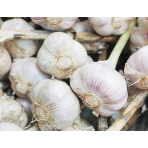 Ail de Belgique - Prix bas et best-seller - Frais, sec, rouge, 10 kg - Product Image 1