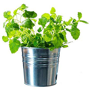 Ensemble de 3 pots galvanisés avec plateau, style ferme, pour fleurs - Product Image 2