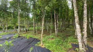 Quang Nam Oud Wood Chips Premium Agarwood Scent From Heaven Same Quality All Batch Wholesale Prices Apply - Product Image 6