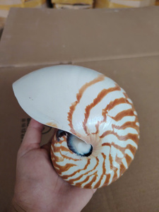 เปลือกหอยนาตูลัสพรีเมียมสำหรับตกแต่งบ้าน ตู้ปลา และงานฝีมือ คุณภาพส่งออก ราคาขายส่ง - Product Image 6