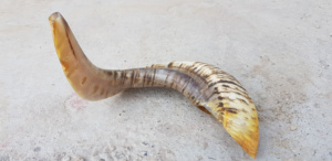 Cuernos de Oveja Shofar Crudos Religiosos Ecológicos de la Mejor Calidad, Cuernos de Carnero Pulidos para Decoración Navideña de la India al por Mayor - Product Image 3