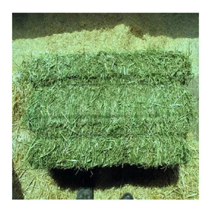 Heno de Alfalfa Disponible / Alfalfa En Pacas para Exportación - Product Image 4