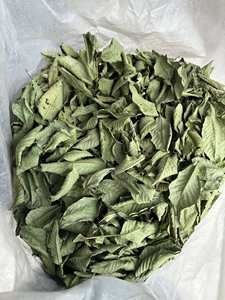 Feuilles de goyavier séchées nutritives, parfaites pour soutenir le système immunitaire et les produits botaniques pour les réseaux de distribution mondiaux - Product Image 2