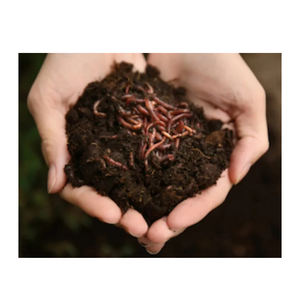 Premium quality vermi compost <b>soil</b> bulk supply rich in nutrients for healthy <b>plant</b> growth - Product Image 6