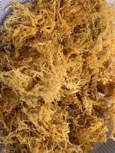 Sea Moss Irish Moss Dry/100% Wildcrafted Seamoss del Océano Pacífico/Sra. Lima - Product Image 1