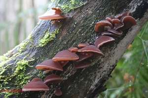 Cultivé vietnamien naturel séché bois oreille champignon sain végétalien nourriture et cuisson assaisonné bouchon traité - Product Image 3