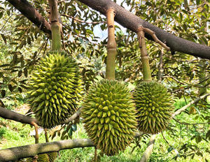ทุเรียนสดราคาถูก เนื้อสีเหลือง ผลไม้เมืองร้อนและกึ่งเมืองร้อน ปลูกแบบธรรมชาติ ผลิตภัณฑ์ทั่วไปจากเวียดนาม - Product Image 6