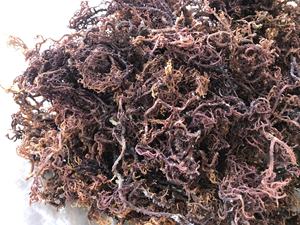 GOLDEN and PURPLE SEA <b>MOSS</b> SEAWEED / BEST QUALITY in VIETNAM / Ms.Jessi - Product Image 2