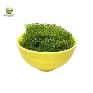Umidibudos de Vietnam de Alta Calidad, Algas Saladas Deshidratadas, Caviar Verde Fresco, Precio de Fábrica Económico, Venta al por Mayor Premium - Product Image 6