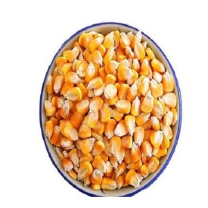 Maïs jaune en grains de qualité alimentaire, nutrition animale haute énergie, alimentation pour bétail, volailles et bovins, vente en gros, approvisionnement en vrac, exportateur - Product Image 2
