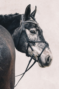 Professional English Leather Horse Bridle Select Anatomical with Stainless Steel Hardware Soft Padded Noseband Top Selling - Product Image 3