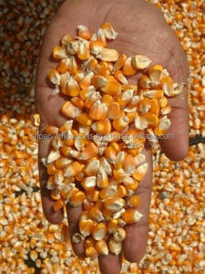 ข้าวโพดสีเหลืองสำหรับอาหารสัตว์พร้อมขาย - Product Image 4