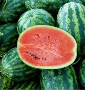 Pastèque fraîche de qualité supérieure, cueillie en ferme, fruit tropical juteux pour la vente en gros, les marchés de détail et la consommation quotidienne - Product Image 1