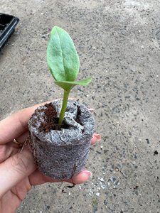 Coco Coir <b>Seed</b> Starter Pellets Biodegradable Nursery Grow Plugs for <b>Hydroponic</b> & Greenhouse - Product Image 5