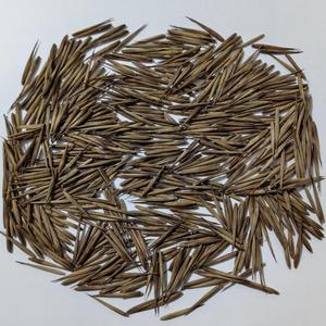 Semillas de Bambú Dendrocalamus Strictus de Crecimiento Rápido, Sin GMO, 90-95% de Germinación, 10-12 Días, Altura de Cultivo de 40-60 pies, Semillas de Bambú Sin GMO - Product Image 6