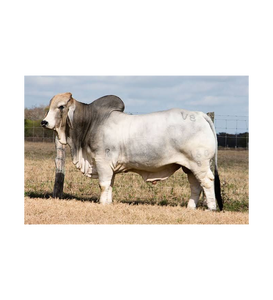 Ganado Brahman Gris para Cría Comercial y Suministro al por Mayor - Product Image 2
