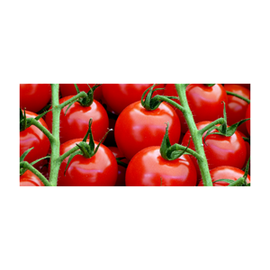 Tomate Fresco de Alta Calidad para Exportación, en Venta - Product Image 5