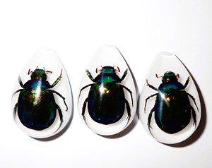 Colorful Scarab Beetle Real Specimen Plastic Cabochon Pear Cut <b>Top</b> 33x22 mm White Flat Bottom for Crafts and Jewelry Making - Product Image 4