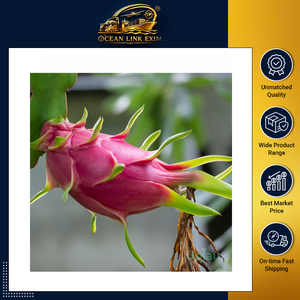 High Quality Fresh Pink Dragon Fruit Sweet Juicy Exotic Tropical Fruit Wholesale Supply for Retailers Importers and Distributors - Product Image 2